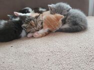 Bkh kitten suchen ab Ende Mai ihr neues Zuhause - Ganderkesee