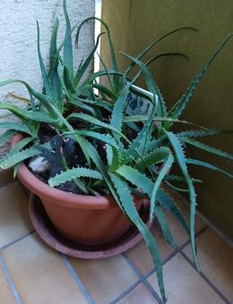 Baum-Aloe / Tintenfisch-Aloe - Neustadt (Weinstraße)