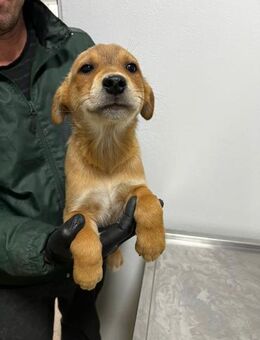 MANGO - sucht ihr Glück - Schlitz