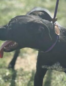 Hetty sucht ihre Familie - Nordwalde