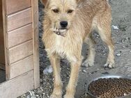 Leroy ist lieb, freundlich, Familienhund - Blankenheim (Nordrhein-Westfalen)