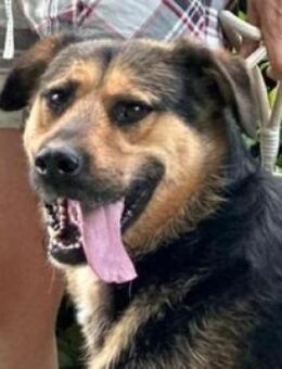 LUCKY 3 sucht Familienanschluss - Gefrees