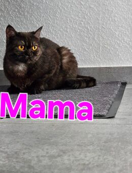 Britisch kurzhaar kitten - Hambergen