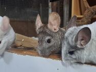 junge bunte Chinchilla und Degus - Neustadt (Sachsen) Hohwald