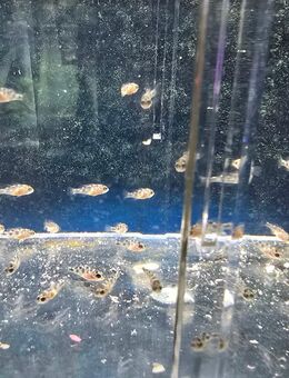 Giraffenbuntbarsch (Nimbochromis venustus) Nachwuchs - Wuppertal