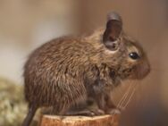 Degu-Babys in div. Färbungen - Oberhausen