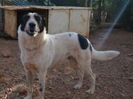 Merlin - unentdeckter Traumhund - Mettmann