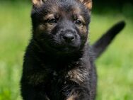 Schäferhund Welpen aus Hobby Zucht gerader Rücken beide Eltern HD und ED frei VDH Papiere - Bengerstorf