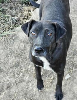 🍀🐾 Jette ein sanftes Hundemädchen - Mannheim