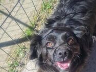 Tino, kleiner Herzensbrecher sucht Dich - Leonberg (Baden-Württemberg)
