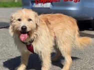 Floki sucht ein Zuhause - Linden (Hessen)