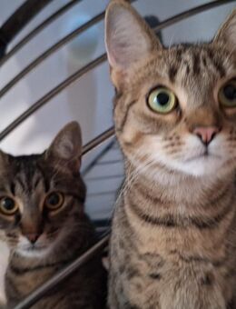 2 Süße Katzen suchen ein neues Zuhause - Winterbach (Baden-Württemberg)