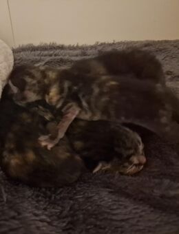 3 "Maikatzen" Kitten am 11.6.2025 geboren - Berlin