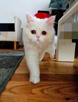 Hauskatze weiblich - München Laim