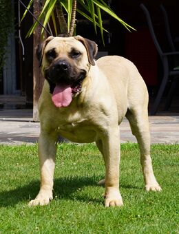 Top Presa Canario Welpen Deutsche Zucht, Papiere, EU-Pass, Chip, Eltern vor Ort!! - Nauen