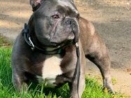 Französisch Bulldogge - Duisburg