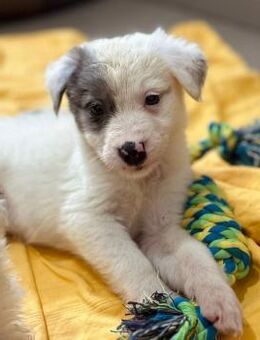 Welpe Mozart 💕 - Kallmünz