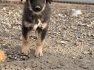 Clover - ein Blick zum dahinschmelzen - Celle