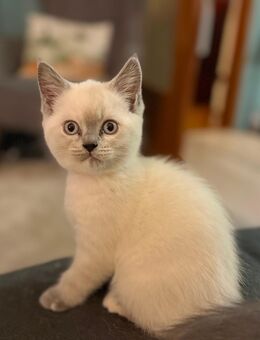 Britisch Kurzhaar Blue Point Kitten - 1 Mädel übrig - Müden (Aller)