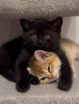 süße bkh kitten - Gelsenkirchen