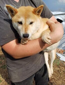 Domino, ruhiger freundlicher Shiba Inu - Remagen