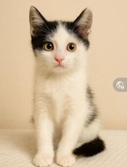 Orchid Frecher Kater sucht Familie - Unterföhring