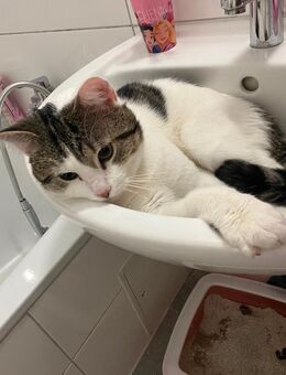 Kater männlich sucht ein neues Zuhause - Oberhausen