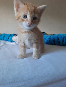 Babykatzen suchen neues Zuhause - Burglengenfeld