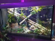 Komplettes Aquarium 550lt mit hochwertigen zubehör - Essen