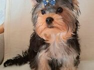 Sehr süsser Yorkshire terrier Welpe reinrassig black-golden-silver junge - Heidelberg