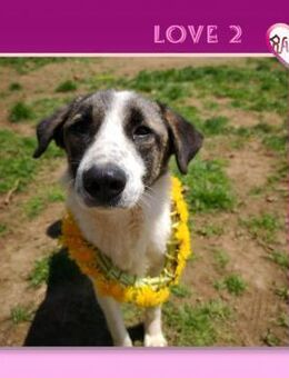 Love 2 - freundlich & verspielt! - Alfeld (Leine)