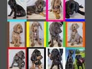 Weimaraner/Rhodesian Ridgeback-Weimaraner Mischlings Welpen - Bad Langensalza