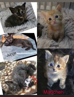 Siam/Hauskatzen -mix - Salzgitter