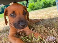 Reinrassige gesunde Ridgeback Welpen - Weilrod