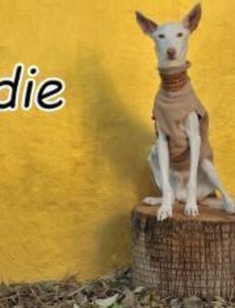 Andie stellt sich jetzt vor🐾❤️ - Essingen (Rheinland-Pfalz)