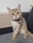 Britische Kurzhaar Haustier in 42853