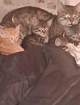 Wunderschöne Katzen Babykatzen abzugeben - Albstadt