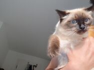 Ragdoll-Katze mit blauen Augen zu verkaufen - Hamburg