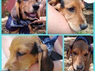 Ocean Welpe Jagdhund Mischling Rüde - Margetshöchheim