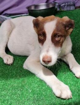 Kim - freundlich und verspielt - Westerholt