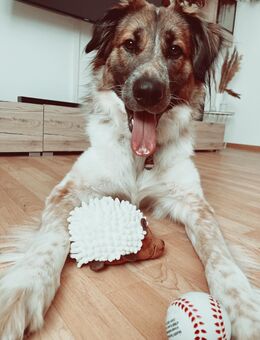 Mischling in liebevolle Hände abzugeben - Mannweiler-Cölln