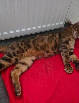 Bengal Duo abzugeben wegen ALLERGIE - Zolling