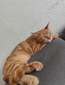 Maine coon Siam Mix - Amt Neuhaus