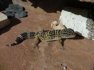 Leopardgecko Weibchen - Rheinberg