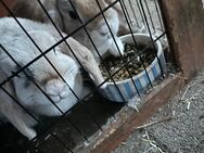 Kaninchen Geschwister Paar Zergwidder - Kornwestheim