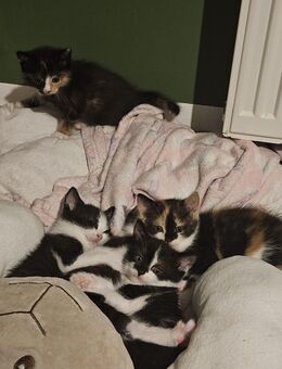 Kitten Katzenbaby Katze ab 01.12.25 - Neuhaus (Oste)