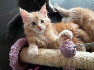 Zuckersüße Maine Coon Kitten - Helsa