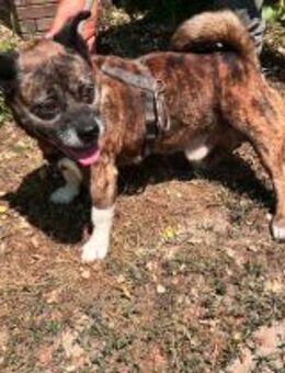 Winzing - geb. 11/2016 - Remagen