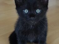 Heilige Birma / EKH Kitten Kater Nero Junge - Ramsen CH