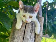 Kitten (Kater) in liebevolle Hände abzugeben. - Teupitz